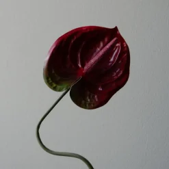 Botané Studios Anthurium Flower Dark Red^ Kunstige Blomster