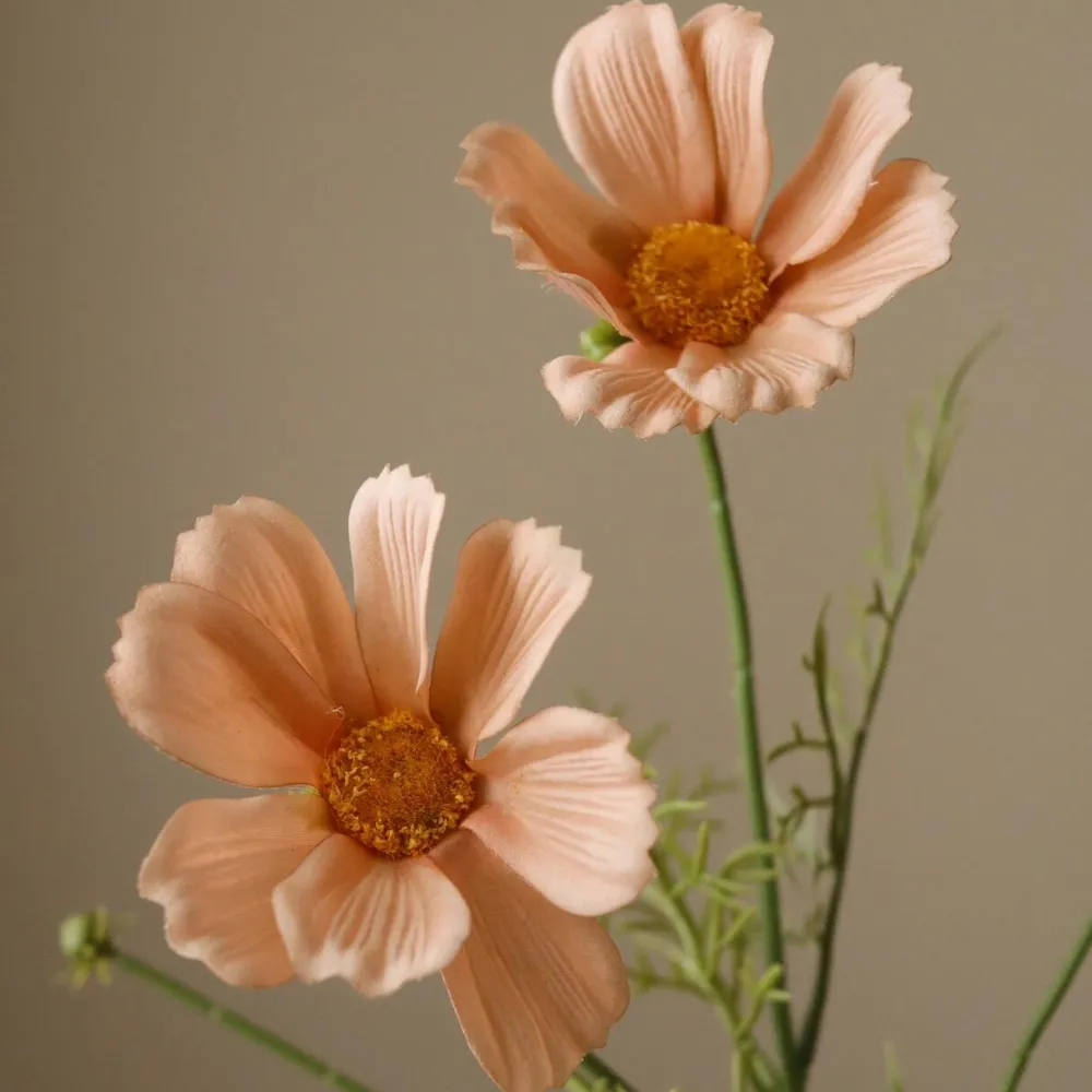 Botané Studios Cosmo Daisy Flower Champagne^ Kunstige Blomster