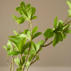 Botané Studios Enkianthus Perulatus Leave Green^ Kunstige Blomster