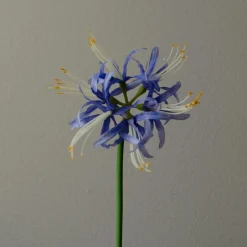 Botané Studios Higanbana "Spider Lilies" Amaryllis Flower Blue^ Kunstige Blomster