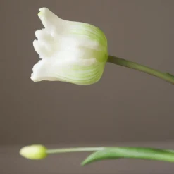 Botané Studios Triumpf Tulip White (5 pieces)^ Kunstige Blomster