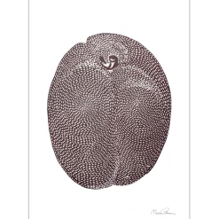 Monika Petersen Plum A5^ Illustrationer & Plakater